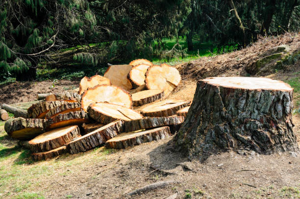 Reliable Acres Green, CO Tree Care Solutions